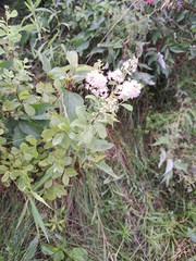 Spiraea alba latifolia