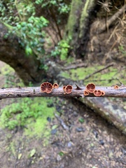 Anthracophyllum discolor