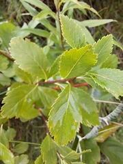 Spiraea alba latifolia