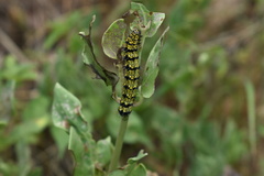 Alypiodes flavilinguis