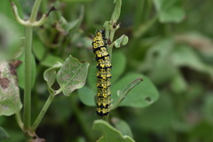 Alypiodes flavilinguis