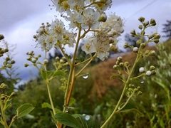 Spiraea alba latifolia