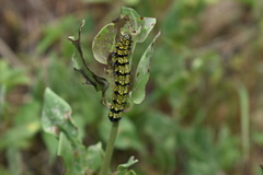Alypiodes flavilinguis