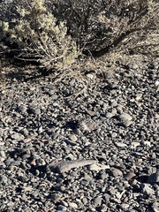 Callisaurus draconoides myurus