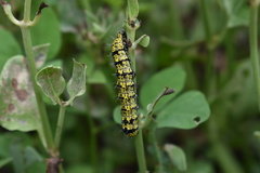 Alypiodes flavilinguis