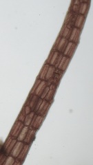 Leptosiphonia fibrillosa