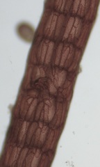 Leptosiphonia fibrillosa