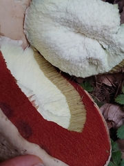 Caloboletus firmus