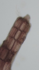 Leptosiphonia fibrillosa