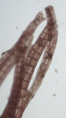 Leptosiphonia fibrillosa