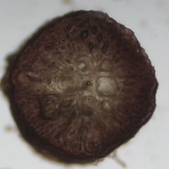 Leptosiphonia fibrillosa