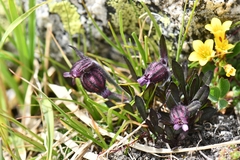 Silene himalayensis