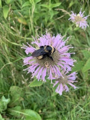 Bombus auricomus