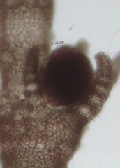 Ceramium virgatum