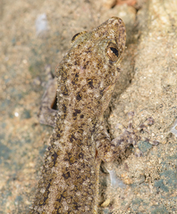 Phyllodactylus tuberculosus