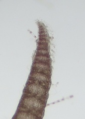 Ceramium virgatum