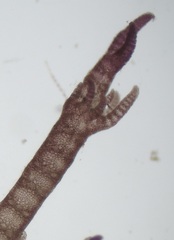 Ceramium virgatum