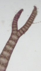 Ceramium virgatum