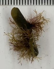 Vertebrata lanosa