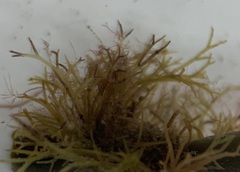 Vertebrata lanosa