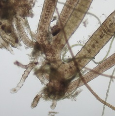 Vertebrata lanosa