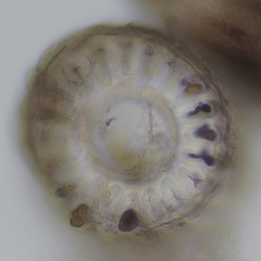 Vertebrata lanosa