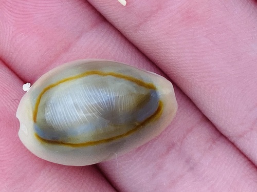 Gold Ring Cowry (Monetaria annulus)