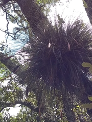 Tillandsia bartramii