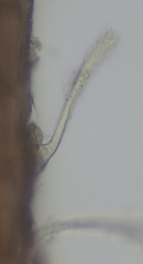 Vertebrata lanosa