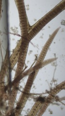 Vertebrata lanosa