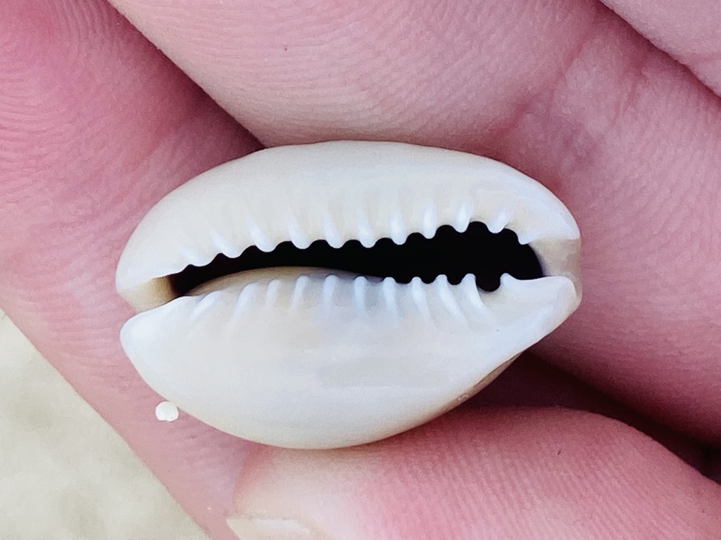 Gold Ring Cowry (Monetaria annulus) — recorded at Lembongan Bay