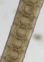 Vertebrata lanosa