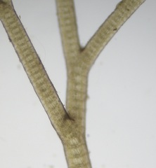 Vertebrata lanosa