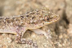 Phyllodactylus tuberculosus