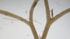 Vertebrata lanosa