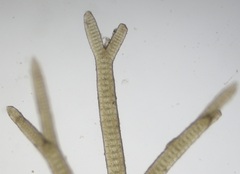 Vertebrata lanosa