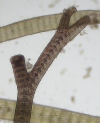 Vertebrata lanosa