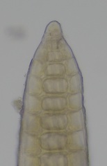 Vertebrata lanosa