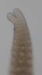 Vertebrata lanosa