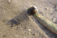 Clibanarius vittatus