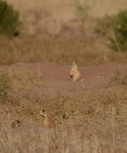 Utah Prairie Dog (Cynomys parvidens), a species recorded in Utah