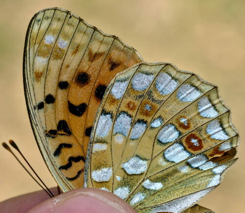 High Brown Fritillary