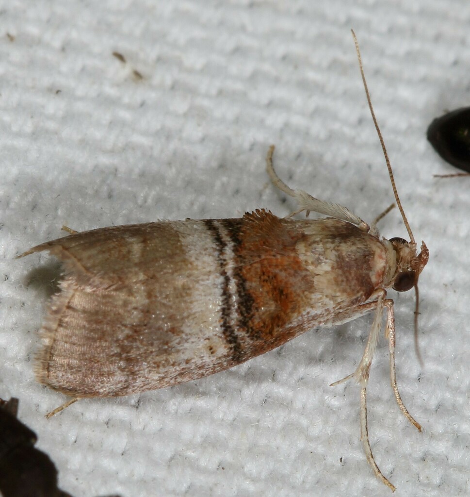 Sycamore Webworm Moth From Trinity River National Wildlife Refuge 