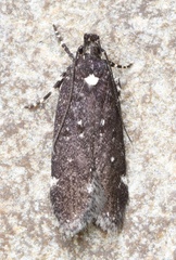 Chionodes argentipunctella
