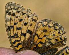 Argynnis niobe