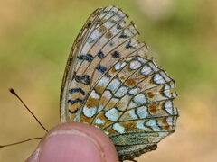 Argynnis niobe
