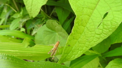 Boopedon flaviventris