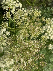 Ligusticum filicinum