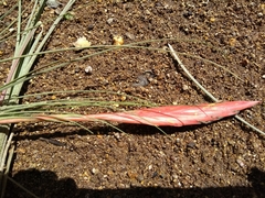 Tillandsia bartramii