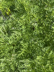 Ligusticum filicinum